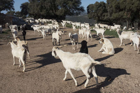Andalusian white breed dairy goats on farm in holm oak forest fields natural daylightsの写真素材