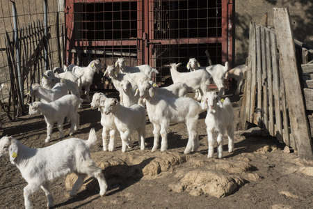 Kids in yards of cattle farm of goats almost all of white color daylightの写真素材