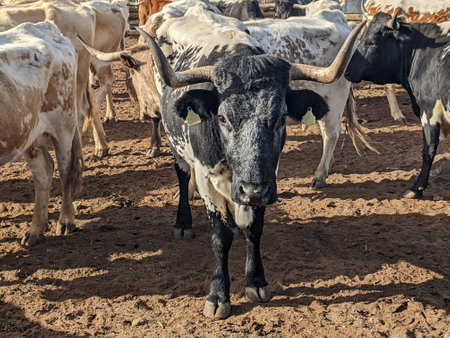 Cattle in extensive management system natural daylightの写真素材