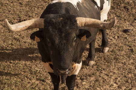 Cattle in extensive management system natural daylight