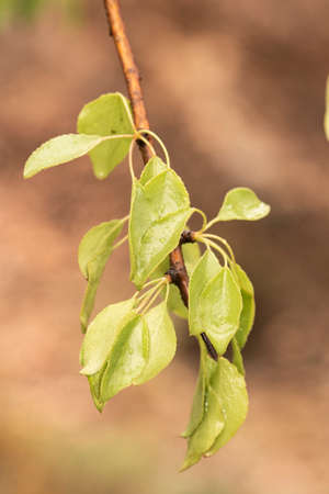 Pyrus bourgaeana wild pear flowers and spring leaves on a natural background of orange brown cloudy...