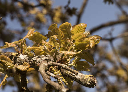 Quercus faginea the Portuguese oak leaves and greenish spring flowers on natural background flash...
