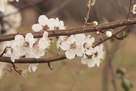 Prunus dulcis almond tree spring green buds, white and red flowers on orange brown background flash lightingの写真素材