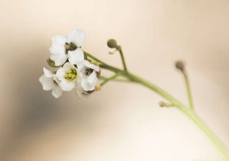 Crambe hispanica Hispanic crambe small and beautiful white flower with a waxy appearance with...