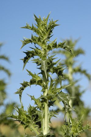 CARDO GREENの写真素材