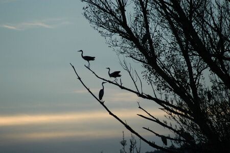 HERONS IN TREEの写真素材