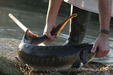 FARMING OF sturgeon Riofrioの写真素材