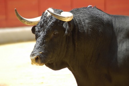 Bravo bull-fighting in bullringの写真素材