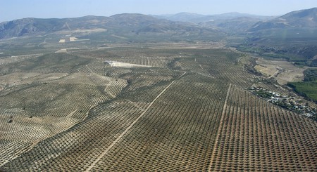 Fields of olive trees in the province of Granadaの写真素材
