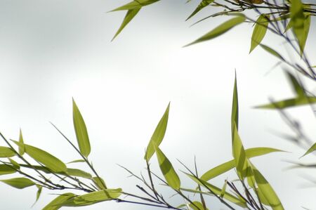 Marco leaf plantの写真素材