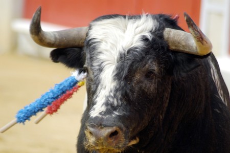 Bulls in bull runの写真素材