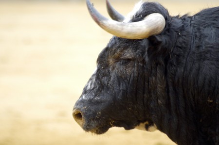Bulls in bull runの写真素材