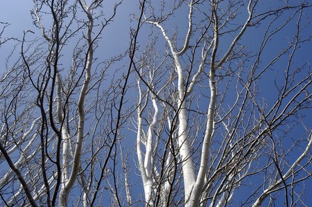 Deciduous trees in winter