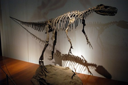 Carnivorous dinosaursの写真素材
