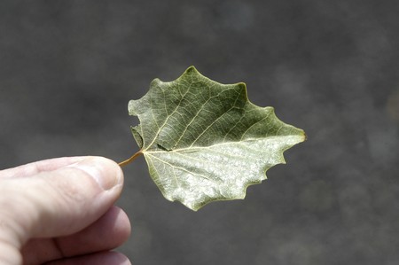 Leaves of aspenの写真素材