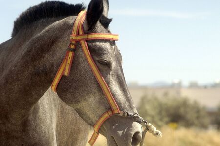 Horse grazingの写真素材