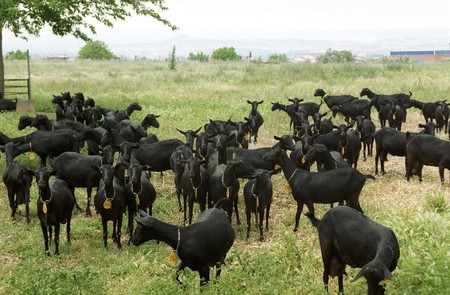 Goat farmの写真素材