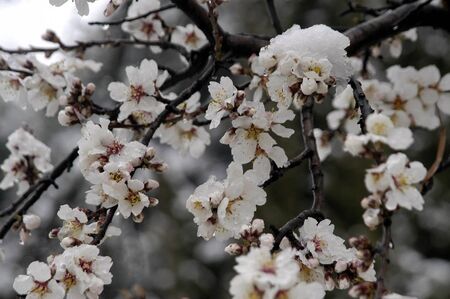 Almond flowers and snow