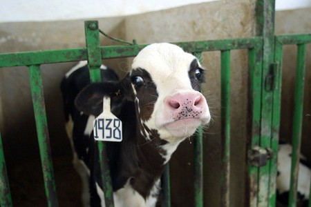 Cooperative farm milk cowsの写真素材
