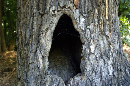 Cave in tree trunkの写真素材