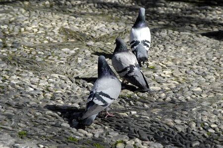 Pigeons eatingの写真素材