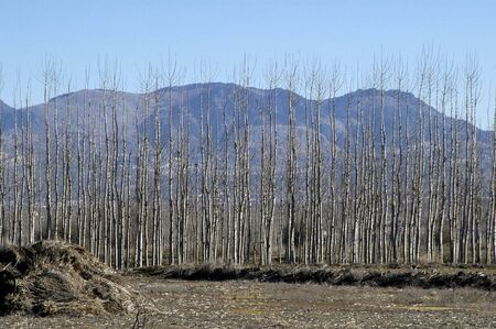 Alameda in the plain of Granadaの写真素材