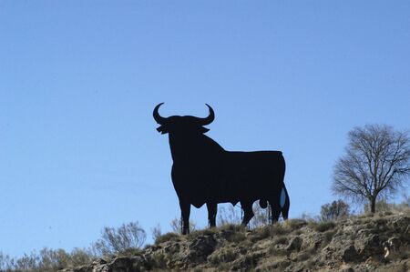 The bull