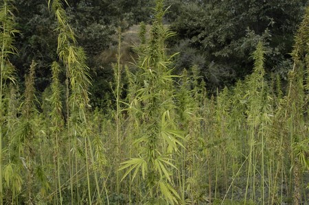 PLANTING of Cannabis sativa in the region of the Alpujarra in the province of Granada (Spain)