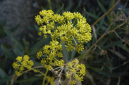 Plants of the Sierra Nevada (Granada)の写真素材