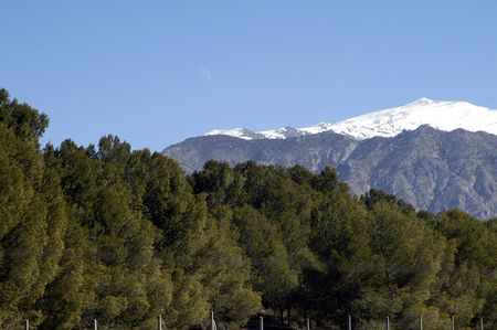 Pine forest in Sierra Nevadaの写真素材