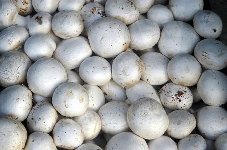Mushroomsの写真素材