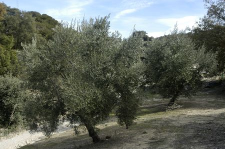 Picual variety olives or olive beaked Martenos in the town of pine forests in the Eastern region of Montes de Granadaの写真素材