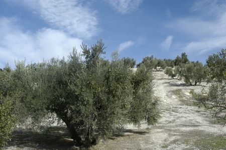 Olive groves in the region of Montes de Granada Eastの写真素材