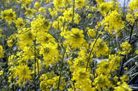 Yellow wildflowers Fund