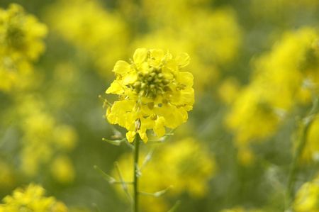 Yellow wildflowers Fund