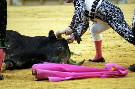 Bull of the bullfight held in Granada on 3 June 2007, at Feria de Corpusのeditorial素材