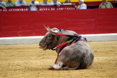 Bull in the bullring in Granada (Spain) in the bull Corpus Fair June 2007のeditorial素材