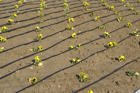 drip irrigationの写真素材