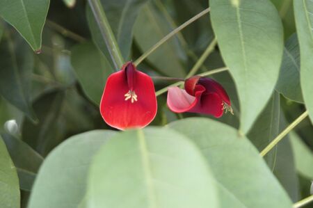 tropical plants with flowersの写真素材
