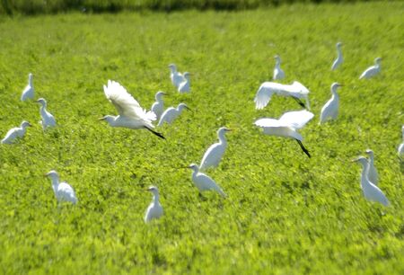Herons Bubulcus ibis