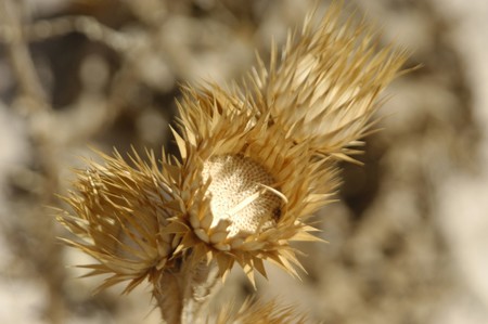 Spikes dry and droughtの写真素材