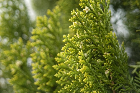 details of pino the fir in flowering