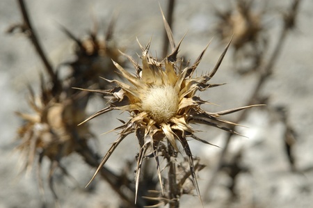 dry scotch cardo kebabsの写真素材