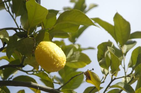 lemons plantation