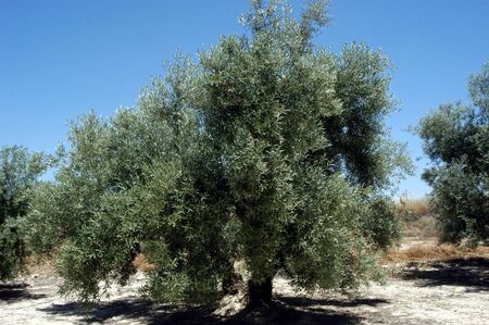 hojiblanca olive varietyの写真素材