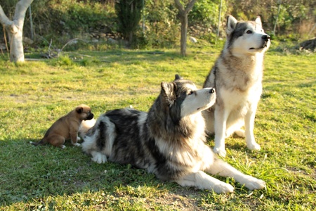 pair of purebred dogs husky alaskan husky with your puppy 24/06/2011のeditorial素材