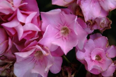 floral textureの写真素材