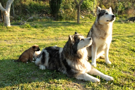 pair of purebred dogs husky alaskan husky with your puppyの写真素材