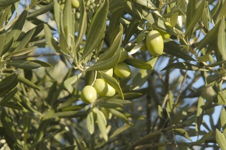 green olives in an olive tree in jaenの写真素材