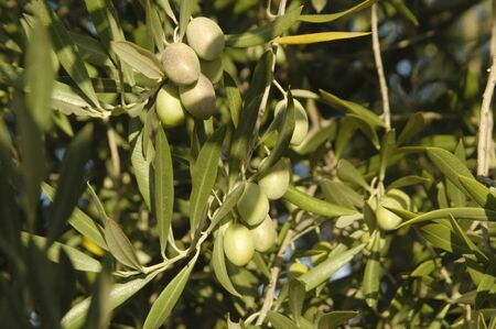 green olives in an olive tree in jaenの写真素材